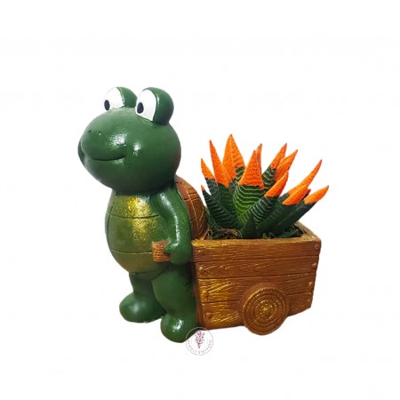 Kaplumbağa Saksıda Turuncu Haworthia